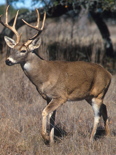 1024px-White-tailed_deer.jpg