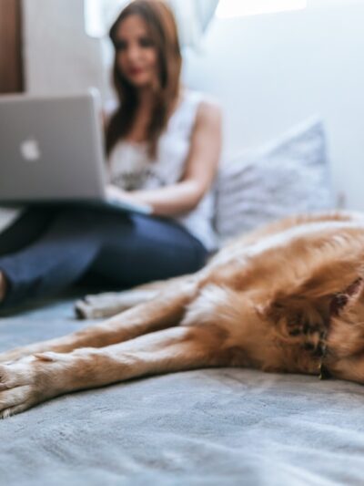 A woman is showing working on a laptop in bed with a golden retriever