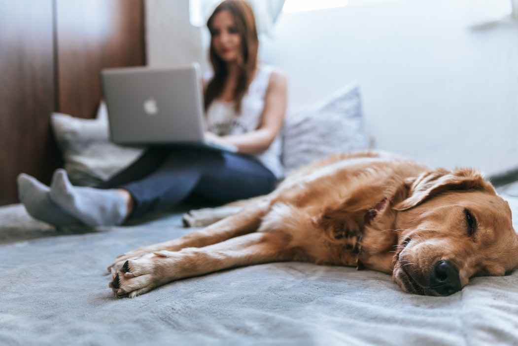 A woman is showing working on a laptop in bed with a golden retriever 